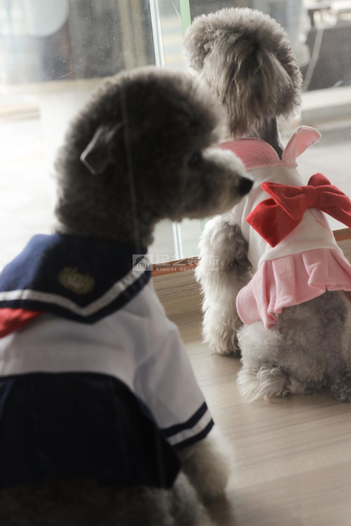 萬達(dá)廣場 寵物店